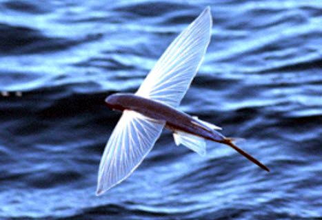 Cheilopogon heterurus_054